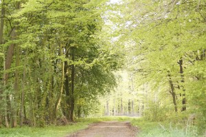 Waldwege am Stehbrink